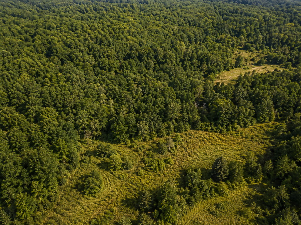 Aerial view of a wooded Wisconsin property with open habitat areas surrounded by dense forest.