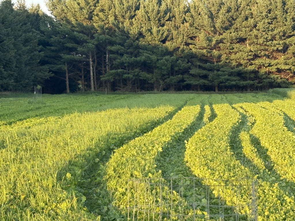 Lush green deer food plot planted in curved rows beside a wooded habitat near Green Lake, Wisconsin.
