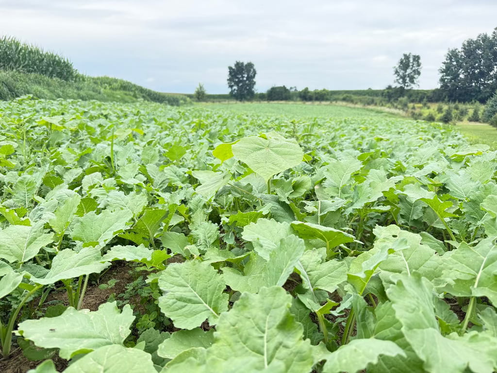 Dense green forage growing across an established deer food plot near Green Lake, Wisconsin.