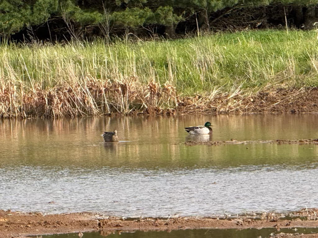 Two mallard ducks swimming in a shallow wetland pond surrounded by native grasses and shoreline vegetation.