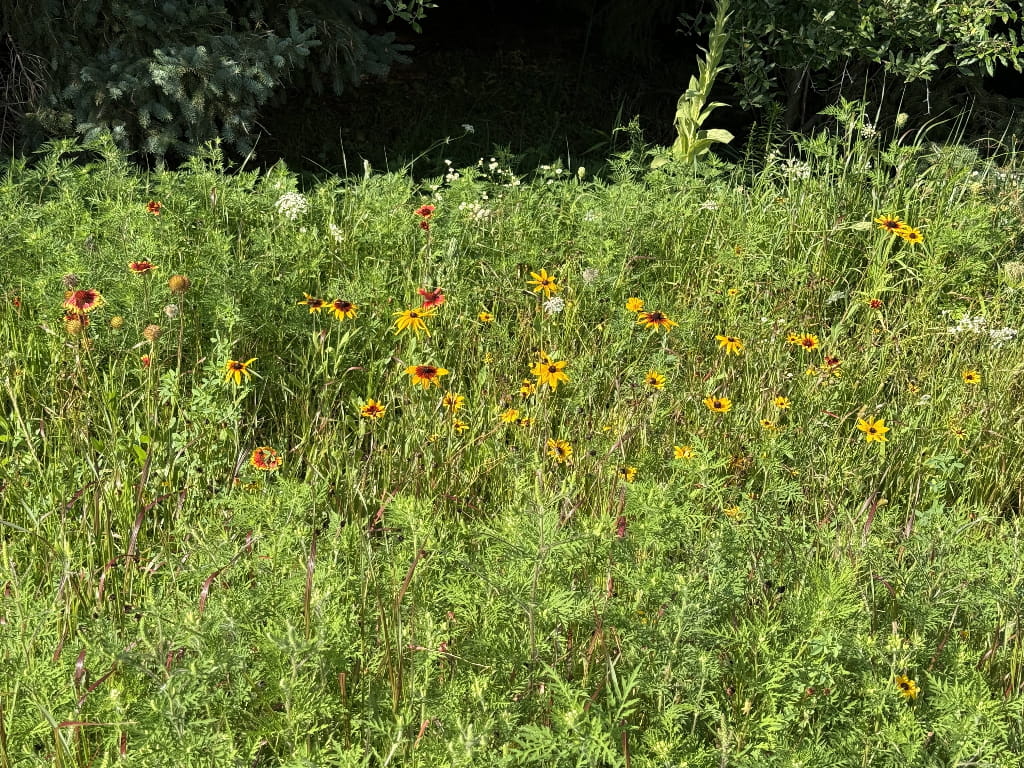 Native wildflowers and prairie grasses growing beside a wooded area near Green Lake, Wisconsin.