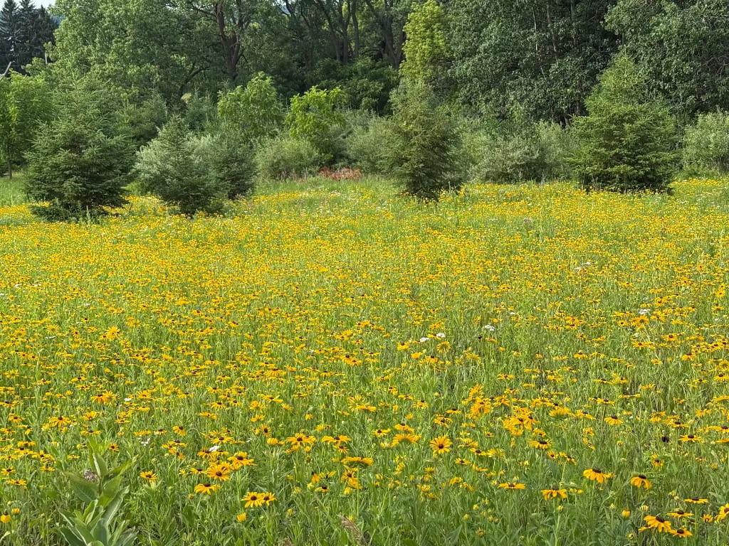 Established field of yellow native wildflowers and prairie grasses bordered by young evergreen trees and mature woodland.