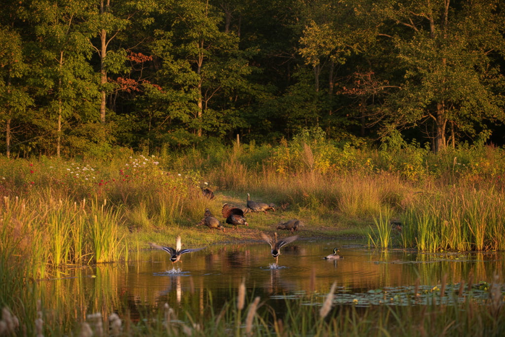 Ducks landing on a wetland pond while wild turkeys gather along the surrounding native grass and wildflower habitat.