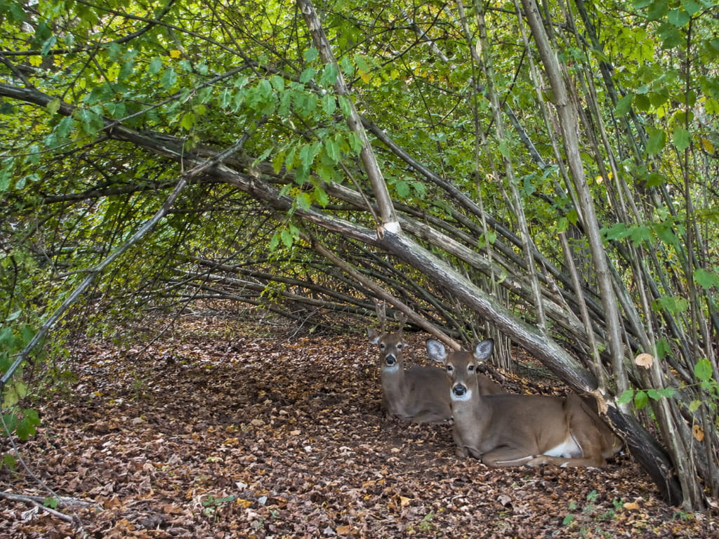 Two white-tailed deer resting beneath hinge-cut trees in a sheltered woodland bedding area.