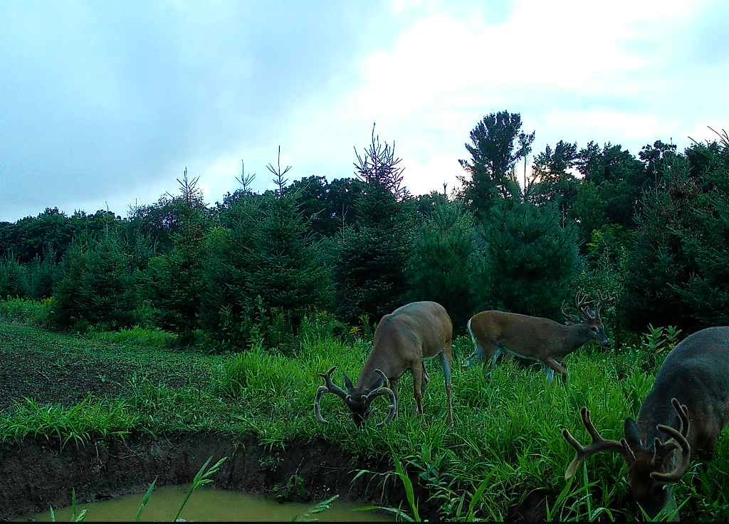 Three white-tailed bucks feeding beside a small wildlife watering hole surrounded by thick evergreen cover.